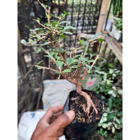 Jual Bahan Bonsai Mame Hokiantea Buah Micro Shopee Indonesia