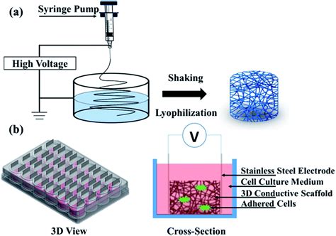 The Effect Of Electrical Stimulation On Cortical Cells In 3D