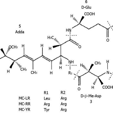 Chemical structure of microcystins. | Download Scientific Diagram