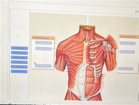 Solved Rebiew the superficial and deep muscles | Chegg.com