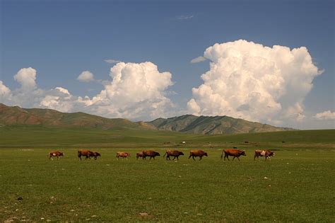 Free photo: mongolia, steppe, wide, clouds, cows | Hippopx