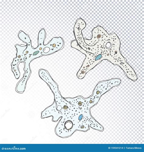 Ameba Proteus Al Microscopio