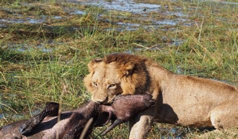 Moremi Game Reserve Day Trip Getyourguide