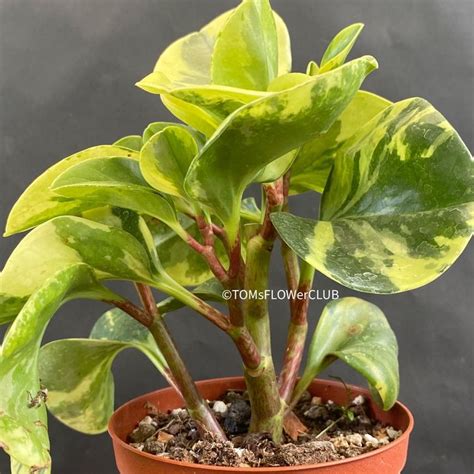 Peperomia Obtusifolia Marble Variegata Kaufen Auf Ricardo