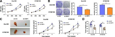 Xbp1 Silencing Suppresses Cell Proliferation Ability Of Escc Cells In