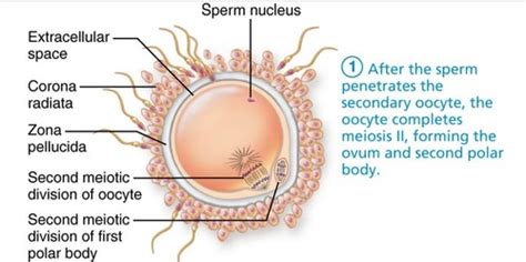 Fertilization And Implantation Part Flashcards Quizlet