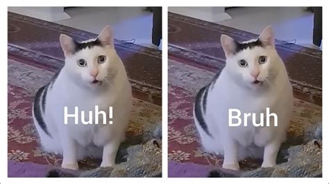 Huh Vs Bruh Cat Which Is Good YouTube