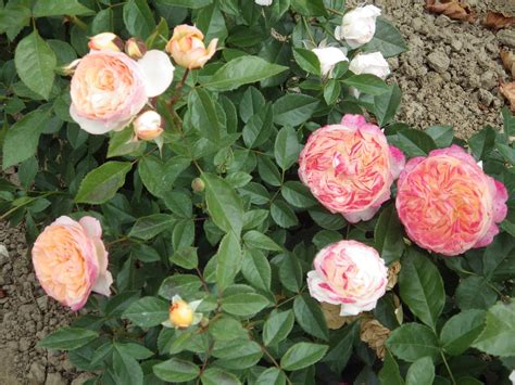 Роза сурир де хавр - фото и картинки: 68 штук