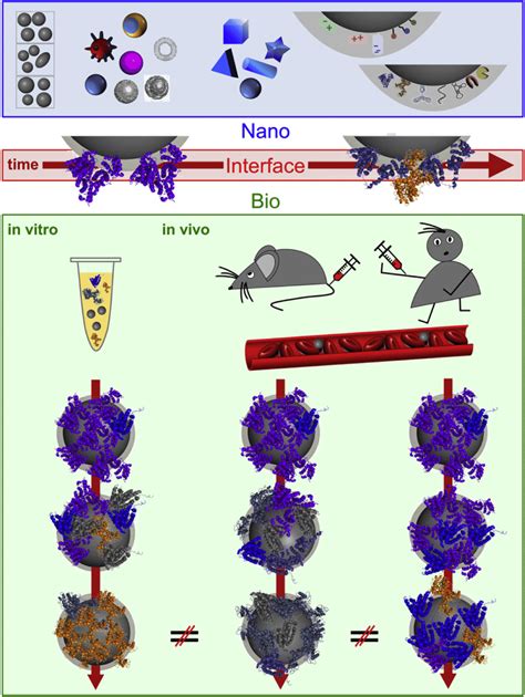 nano bio interface nanoparticles   synthesized