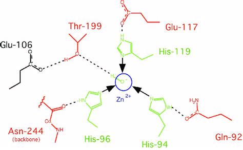 Primary And Secondary Zn 2 Chelating Ligands In The Carbonic Anhydrase