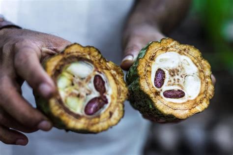 Le Paillage En Coques De Cacao Gamm Vert