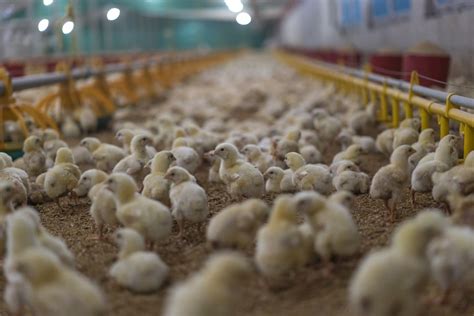 The egg industry grapples with a grim practice: chick culling