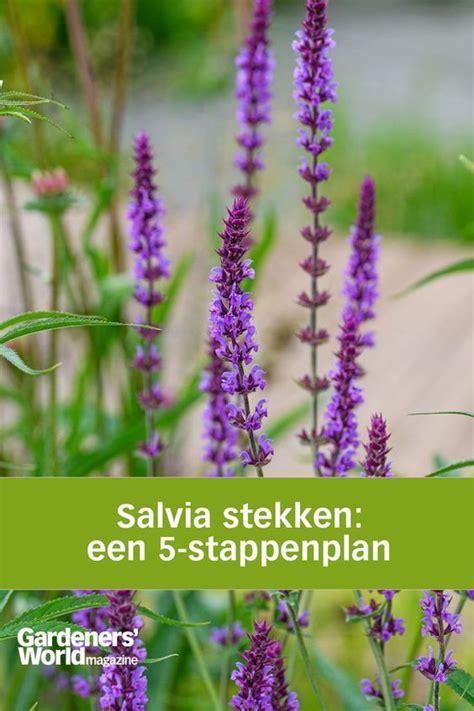 Lavendel Stekken Artofit