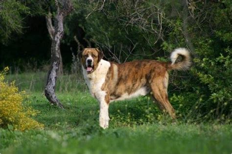 Rafeiro do Alentejo - Facts, Pictures, Breeders, Temperament, Puppies ...