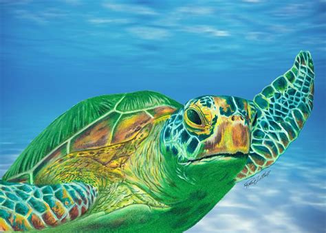 Green Sea Turtle Colored Pencil Drawing Ocean Blue Background Mixed