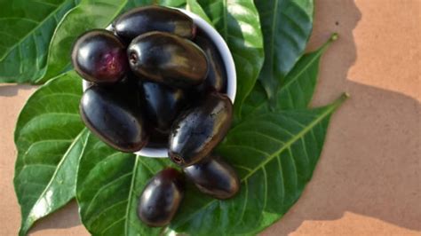 Jamun Leaves