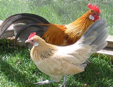 Hollandse Krielen Dutch Bantams In Montana