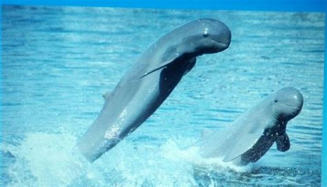 Irrawaddy dolphin | Dolphins, Dolphin hd, Animals