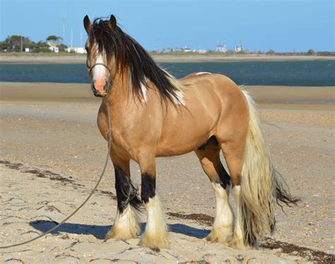 Gypsy Cob Gelding for Sale ~ Surrey Springs Gypsy Cobs Australia