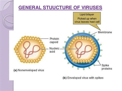 Organization Of Dna In Chromosomes