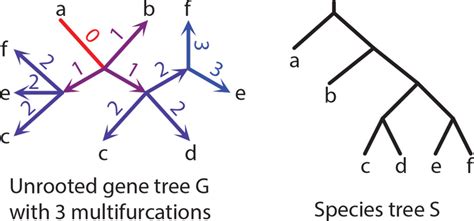 Gene Tree And Species Trees An Example Of An Unrooted Gene Tree G With