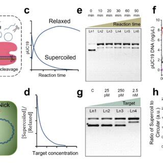 Ratiometric Crispr Cas A Assay Using Plasmid Reporters A Schematic