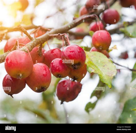 Chinese apple tree with small apples, heavenly apples, close-up, autumn ...