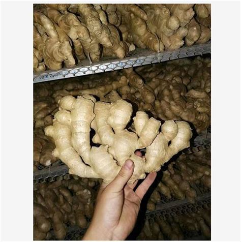 High Quality Dried Ginger Market Price China High Quality Dried