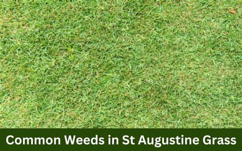 Common Weeds In St Augustine Grass Look Out For These