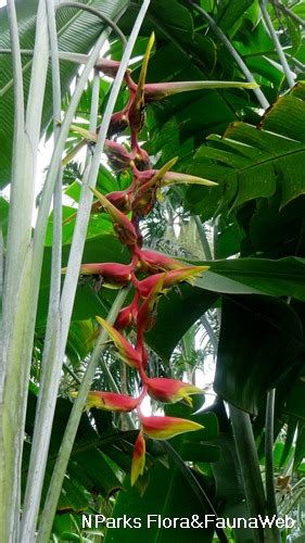 Nparks Heliconia Platystachys