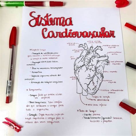 Sistema Cardiovascular Artofit