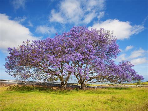 Blooming Jacaranda Trees Maui Hawaii Jacaranda Tree Tree Wallpaper