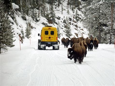 Yellowstone Bisons In Winter Stock Image Image Of Snow Northwest