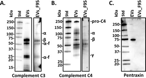 Figure 1 From The Proteome And Citrullinome Of Hippoglossus