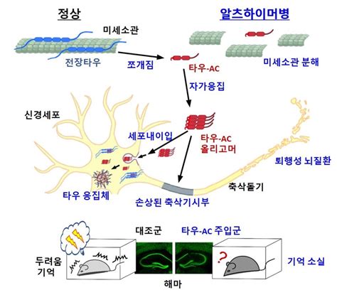 새 치매 치료제 길 열리나 국내 연구진 치매 발병 기전 규명 오마이뉴스