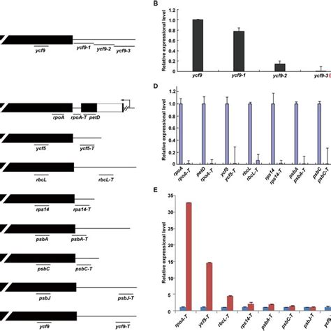 Quantitative Real Time Rt Pcr Analysis Of The Read Through Transcripts