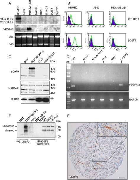 Vegfr Expression Is Restricted To Blood And Lymphatic Vessels In