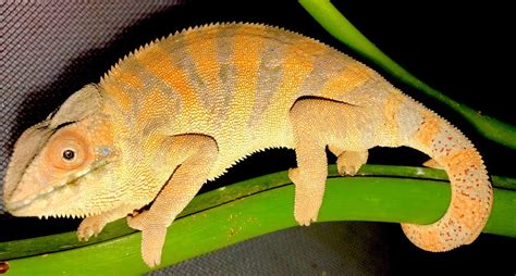 female panther chameleon color - CB Reptile | Geckos for sale ...