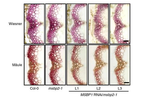 科学网—nature Plants：木质素生物合成p450酶的支架蛋白鉴定 郝兆东的博文