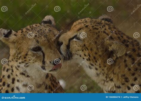 A Cheetah Give A Kiss To Her Partner Stock Photo Image Of Nature