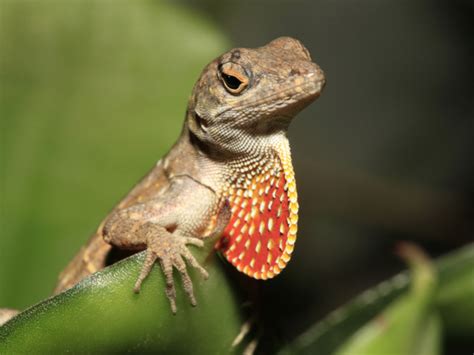 Florida’s Invasive Reptiles - Reptiles Magazine