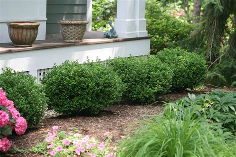 How To Grow And Care For Boxwood HGTV