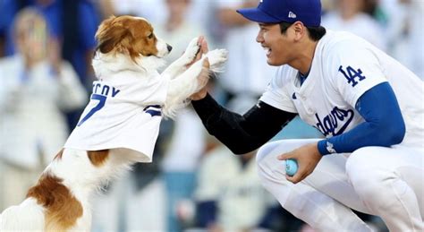 MLB Shohei Ohtani And His Famous Mascot Decoy Starred In The Most