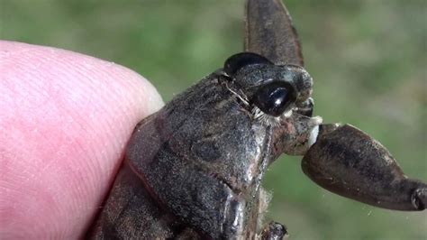 Giant Water Bug (Belostomatidae: Lethocerus americanus?) Close-up of ...