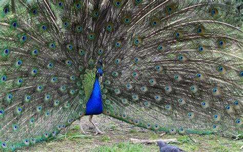 Theres A New Gang In Town As Peacocks Run Amok In La Suburb Evening