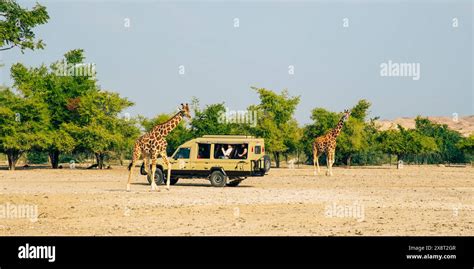 Sir Bani Yas Uae 5 January 2024 Tourists In A Safari Vehicle Observe Giraffes Roaming Freely