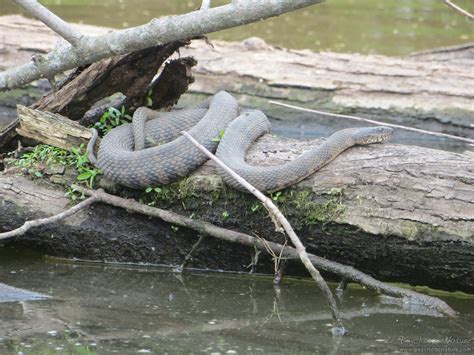 Northern Watersnake Pa Herp Identification