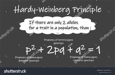 Hardy Weinberg Principle Equation Hardy Weinberg Stock Vector Royalty