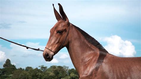 Leil O De Muares Asininos Oferta Animais Para Cavalgada E