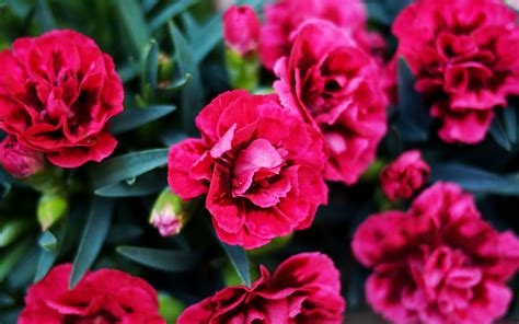 sketsa bunga anyelir gambar bunga indah